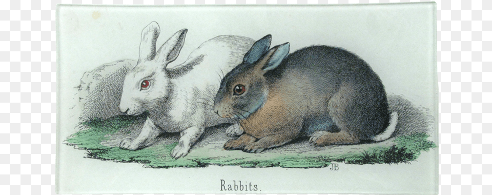 Giclee Print Rabbits Illustration At Size, Art, Animal, Mammal, Rat Png Image