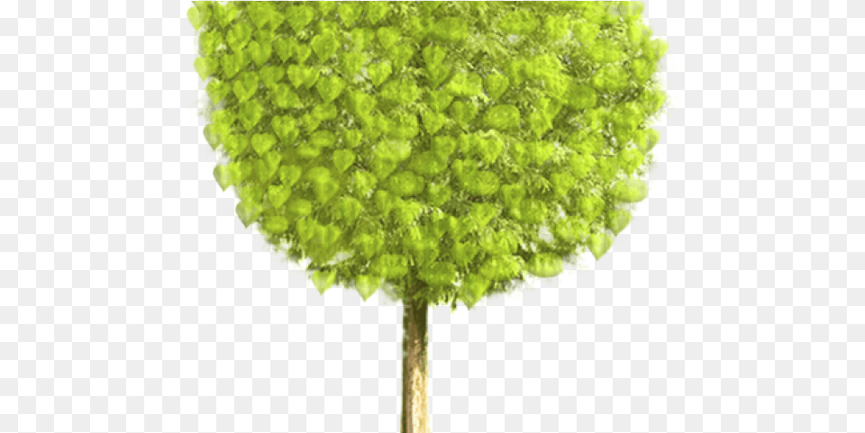 Gif Animated Tree, Leaf, Moss, Oak, Plant Free Transparent Png