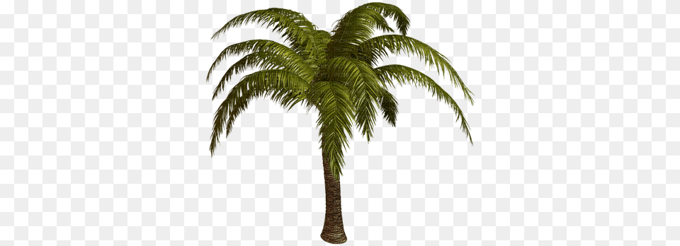 Gif Anime Palmera Picmix Palmier, Palm Tree, Plant, Tree, Fern Png Image