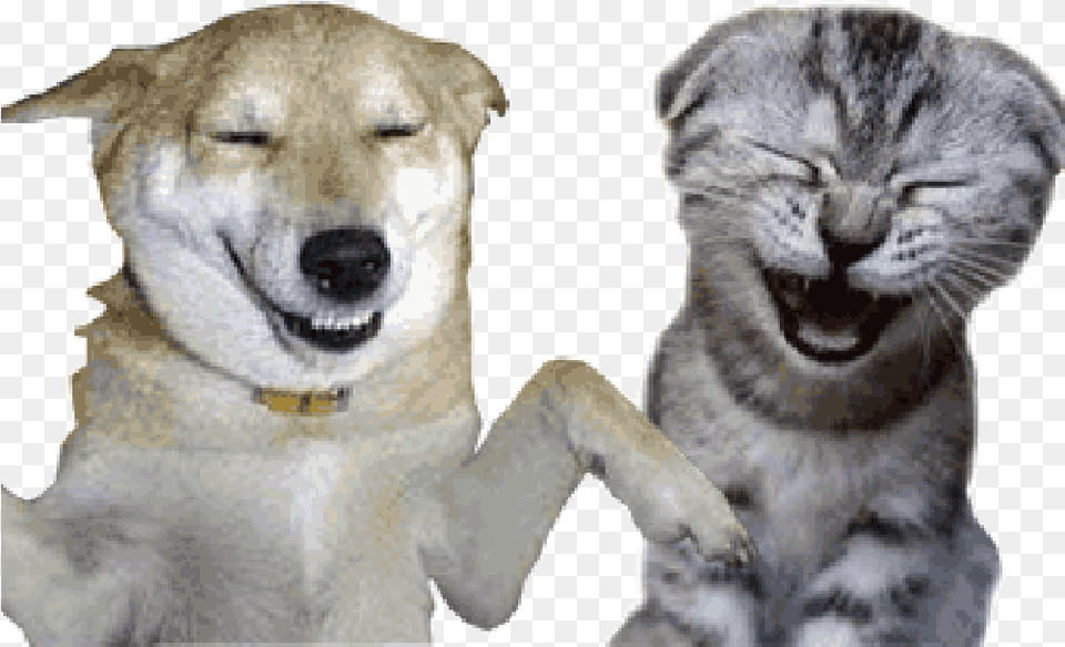 Gif Cat Image Blog Dog Dog And Cat Gif With Background, Animal, Canine, Mammal, Pet Free Transparent Png