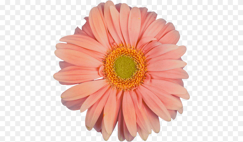 Gif Flower Cheguei Naquele Momento Na Vida Que J No, Daisy, Petal, Plant, Dahlia Png