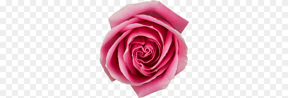 Gif Flower Flower Blooming Gif, Plant, Rose, Petal Png Image