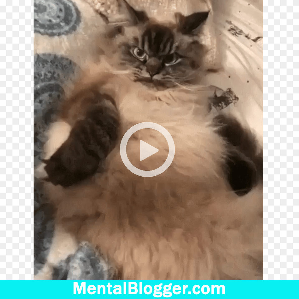 Gif Gato Irritado, Animal, Cat, Kitten, Mammal Png