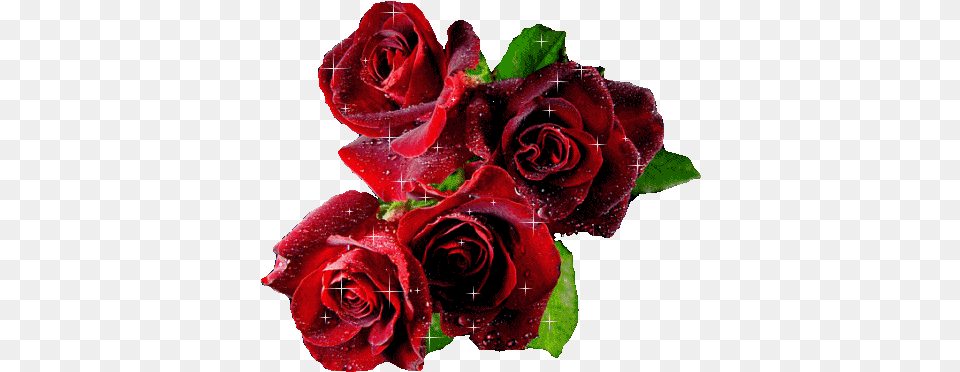 Gif Love Red Glitter Romance Rose Roses Drama Sunday Blessings With Roses, Flower, Plant, Flower Arrangement, Flower Bouquet Free Png