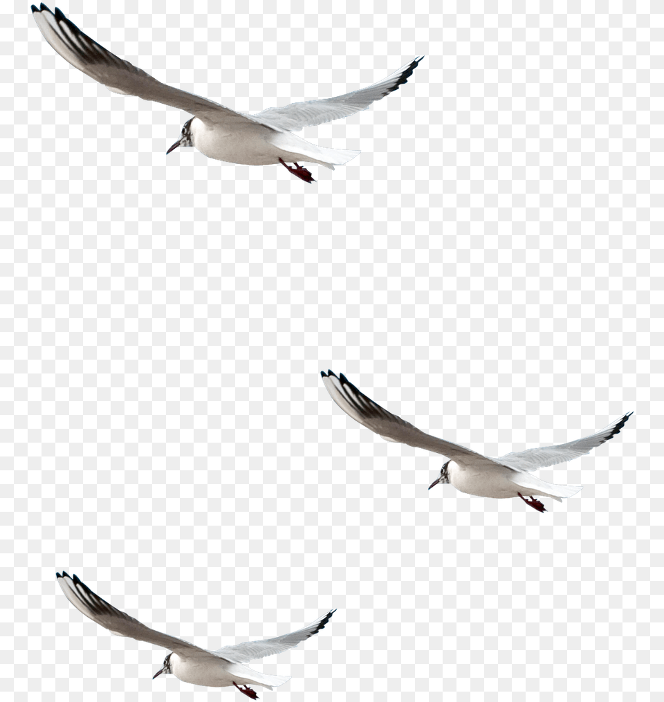 Gif Mouette Anim Gratuit, Animal, Bird, Flying, Seagull Free Transparent Png