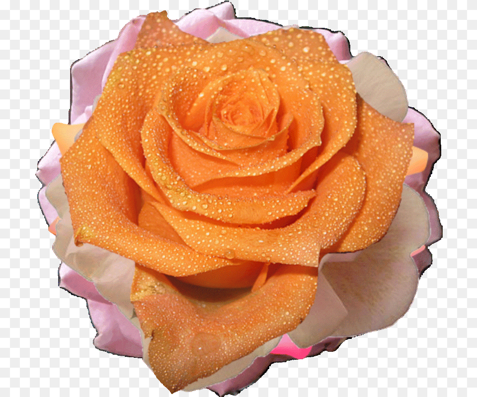 Gif Orange Flower Gif, Plant, Rose, Petal Png Image