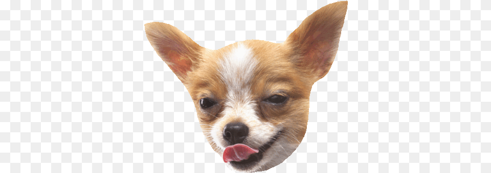 Gif Stickers Chihuahua, Animal, Canine, Dog, Mammal Free Png