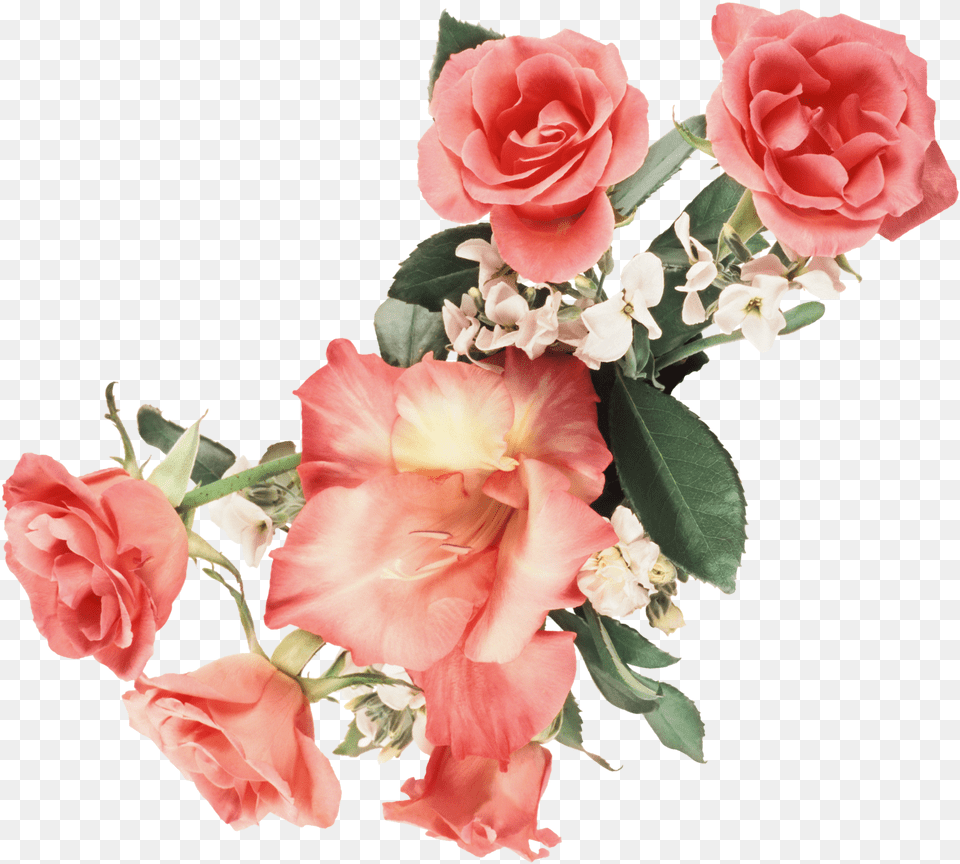 Gifs De Flores, Flower, Flower Arrangement, Flower Bouquet, Plant Png