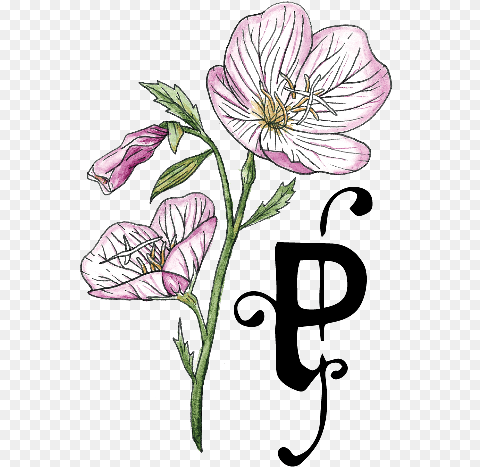 Gift Card Welcome At Primrose Balloon Flower, Plant, Anther, Art, Flax Png Image