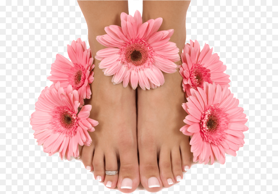 Gift Certificate Pedicure Pedicure, Daisy, Flower, Plant, Baby Png Image