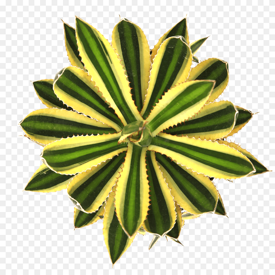 Gift Guide For The Succulent Obsessed Sublime Succulents, Plant, Leaf Png