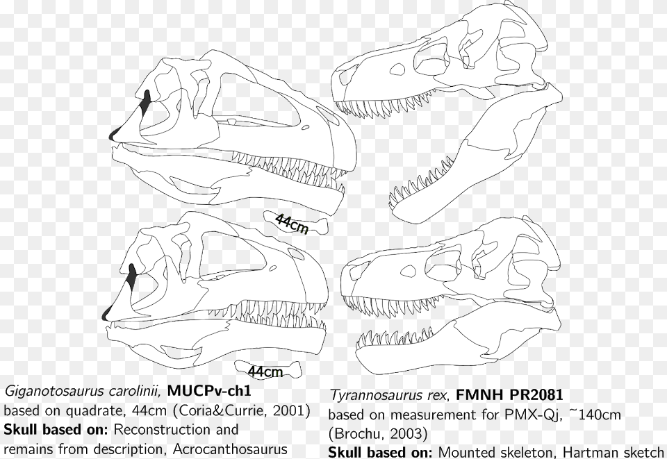 Giganotosaurus Vs T Rex Skull, Animal, Dinosaur, Reptile, Baby Free Transparent Png
