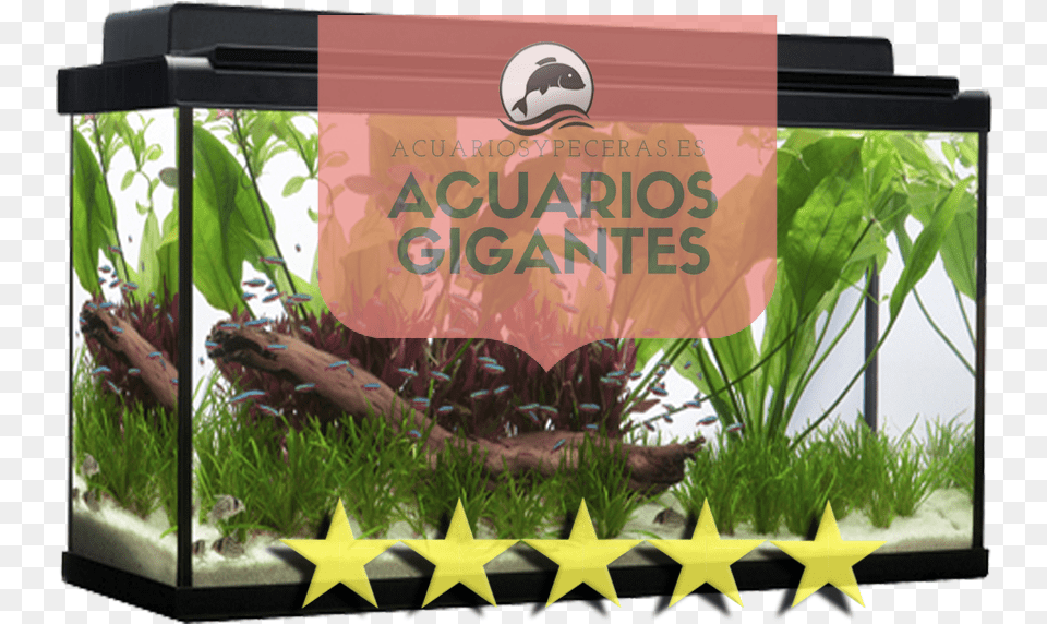 Gigantes Venta De Acuarios 1000 Litros, Animal, Aquarium, Fish, Sea Life Free Png Download