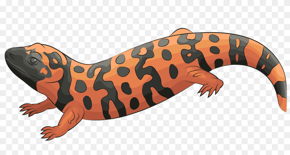 Gila Monster Clipart, Amphibian, Animal, Salamander, Wildlife Png