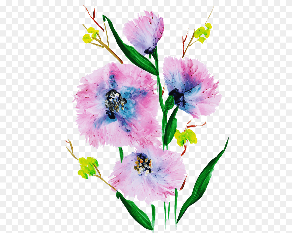 Gilliflower, Flower, Plant, Carnation, Anther Free Png