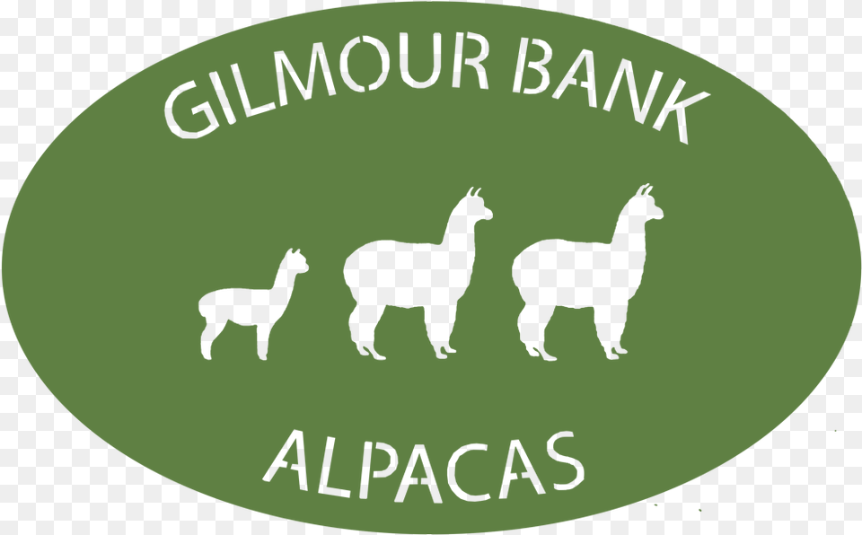 Gilmour Bank Alpaca Llama, Animal, Bear, Mammal, Wildlife Png