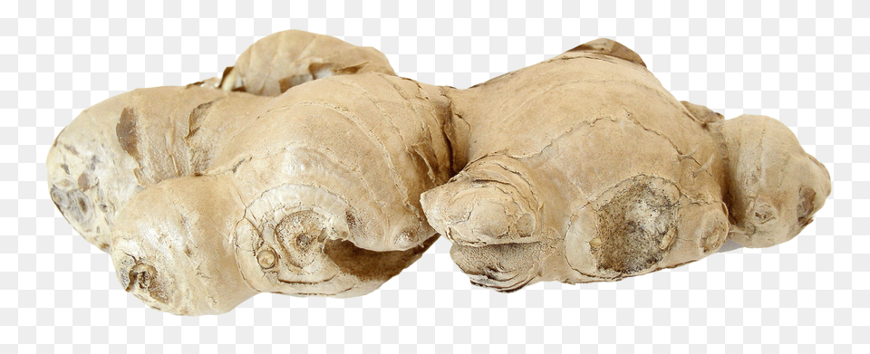 Ginger, Food, Plant, Spice, Person Png Image