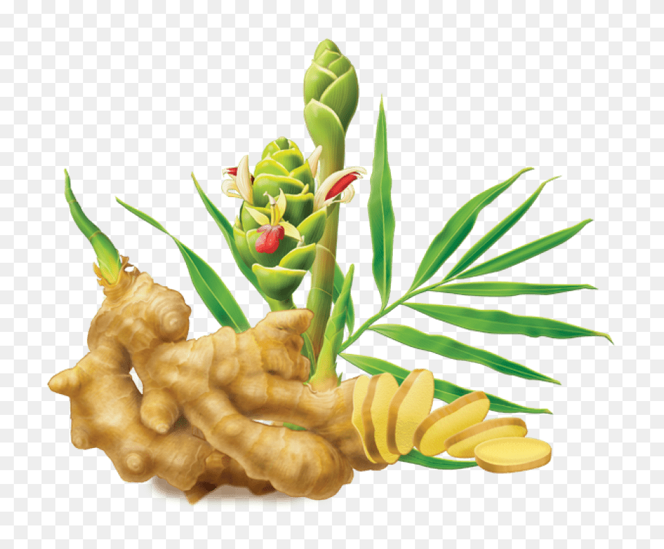 Ginger, Plant, Food, Spice, Herbal Free Png