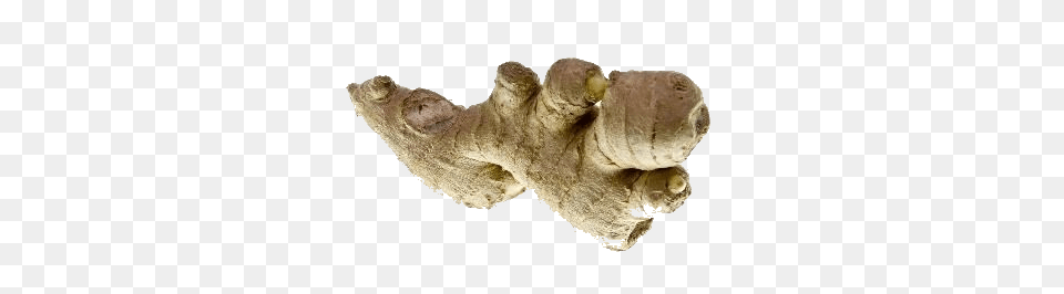 Ginger, Food, Plant, Spice, Animal Free Png Download