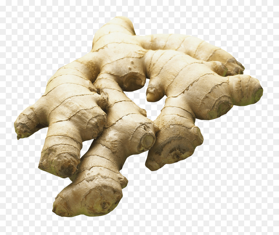 Ginger, Food, Plant, Spice, Animal Free Png