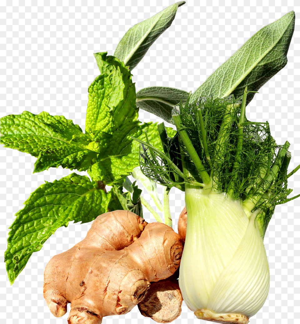 Ginger And Fennel, Herbs, Mint, Plant, Leaf Free Png Download