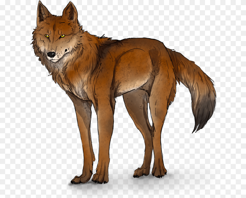 Ginger And White Wolf Ginger And White Wolf, Animal, Canine, Mammal, Red Wolf Png Image
