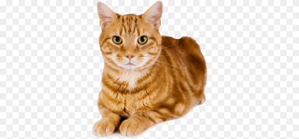 Ginger Cat 4 Image Cat Dog Rat Goodwill, Animal, Mammal, Manx, Pet Free Transparent Png