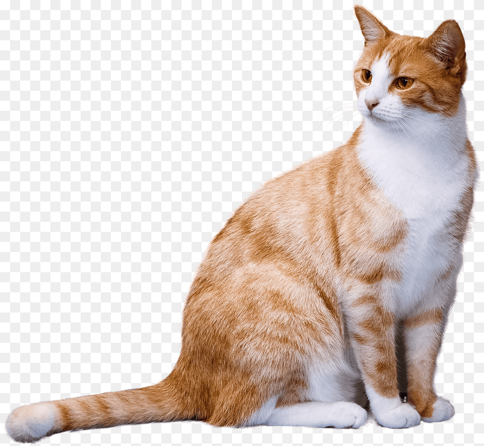 Ginger Cat, Animal, Mammal, Manx, Pet Png