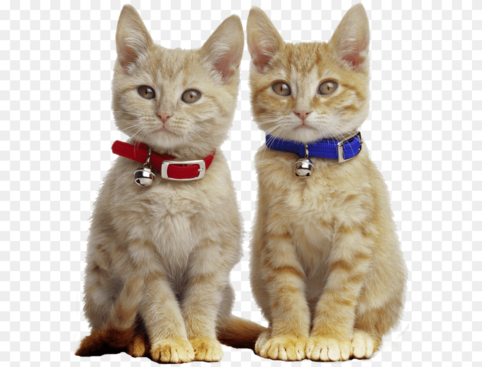Ginger Cat With Collar, Accessories, Animal, Mammal, Pet Free Png