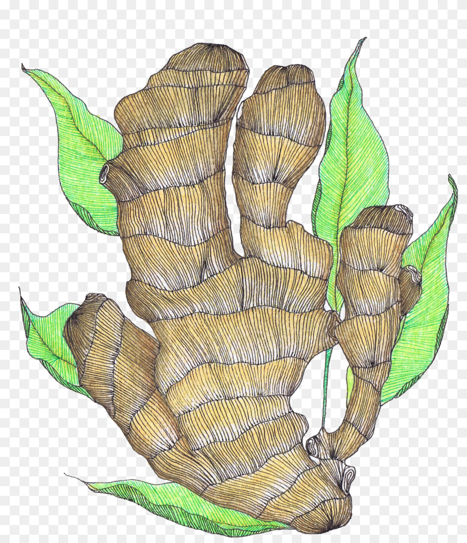 Ginger Drawing, Leaf, Plant, Tree, Food Png Image