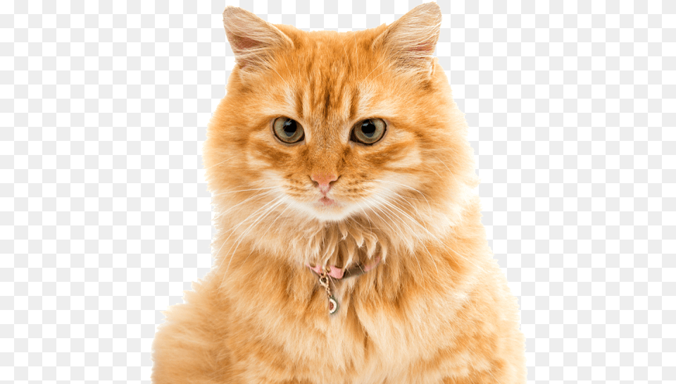Ginger Manx Cat Long Haied, Animal, Mammal, Pet, Accessories Free Png Download