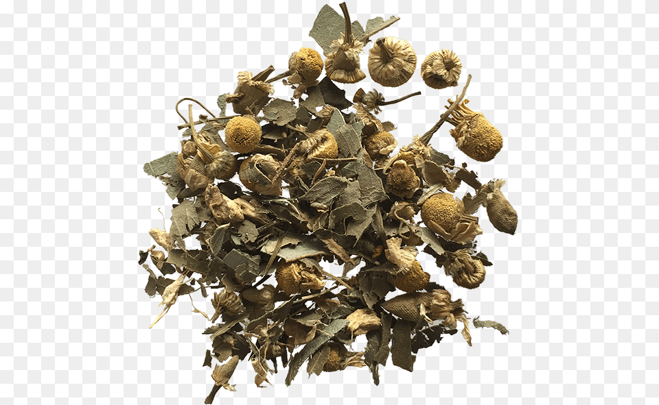 Ginger Mint Chamomile Tea, Herbal, Herbs, Plant, Leaf Free Transparent Png
