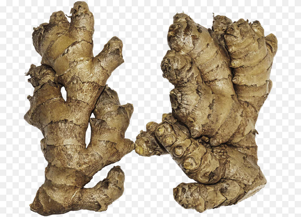Ginger Rhizome Ginger Root Zingiber Officinale Ginger Rhizome, Food, Plant, Spice, Person Free Png Download
