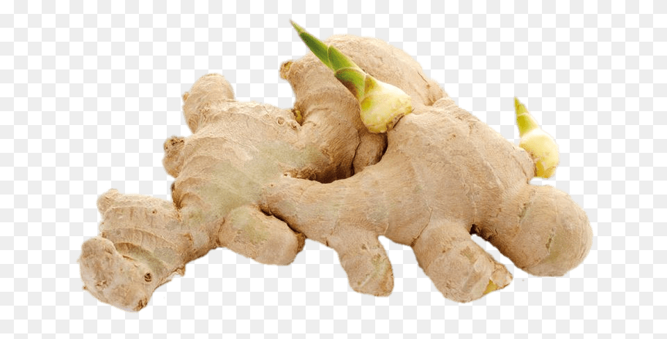 Ginger Shoots, Food, Plant, Spice, Teddy Bear Free Transparent Png