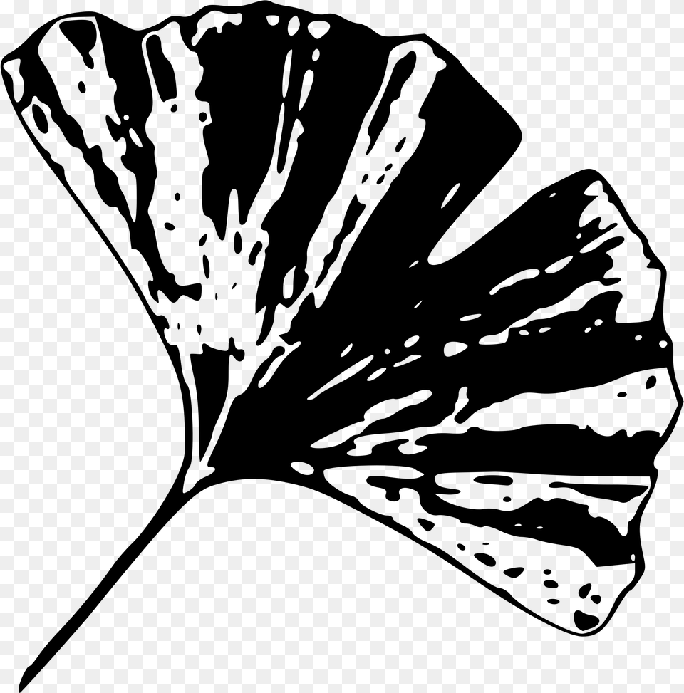 Gingko Leaf D Clip Arts Black And White Gingko Leaf, Gray Png Image