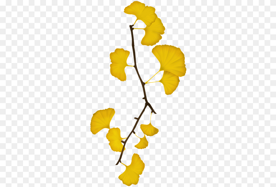 Ginkgo Bank Leaves Bank The Leaves Yellow Ginkgo Ginkgo Leaves, Flower, Petal, Plant, Flower Arrangement Free Png Download