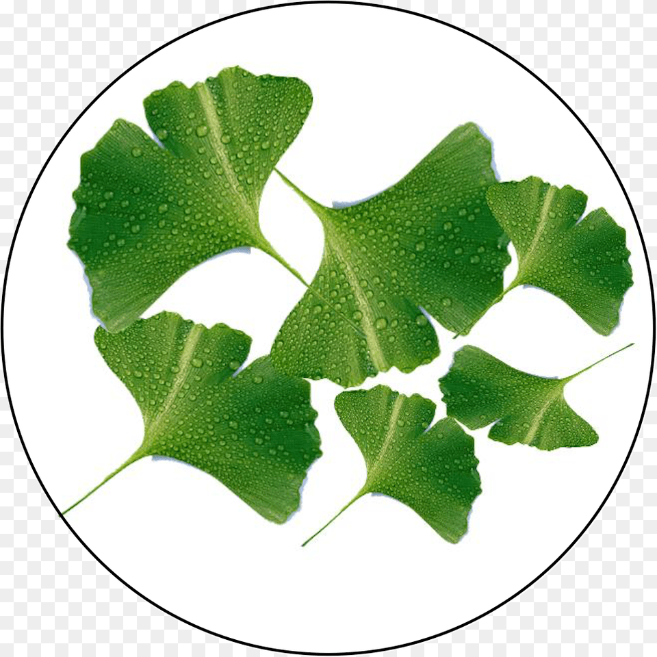 Ginkgo Biloba Extract Lebel Ginkgo Biloba, Leaf, Plant, Herbal, Herbs Free Png