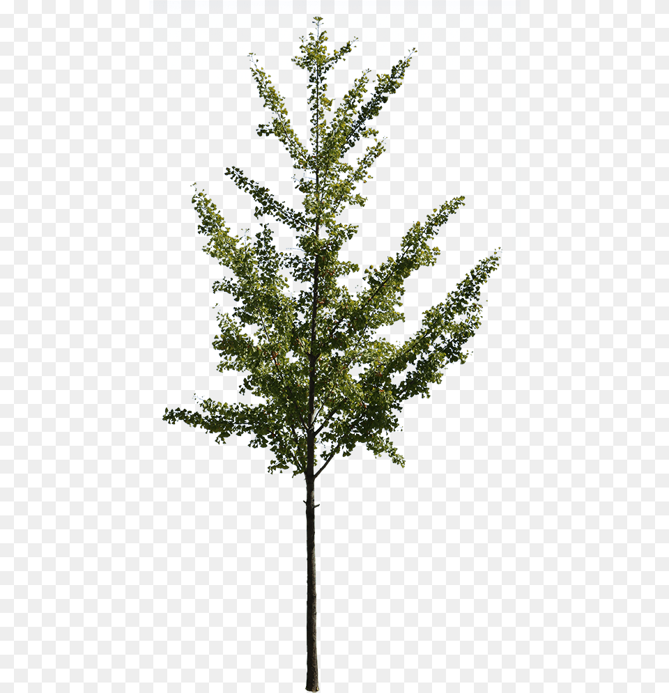 Ginkgo Biloba Ginkgo Biloba Tree, Plant, Fir, Leaf, Conifer Free Png Download