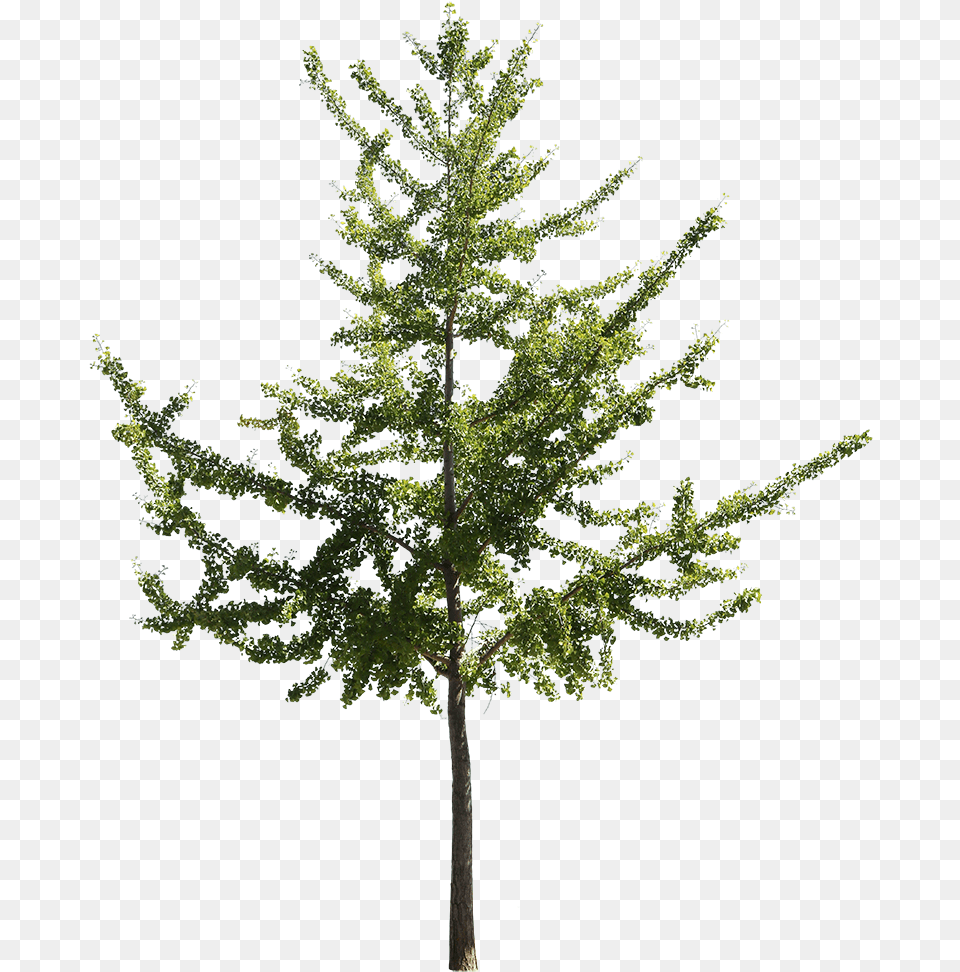 Ginkgo Biloba Ii American Larch, Conifer, Fir, Leaf, Plant Png Image