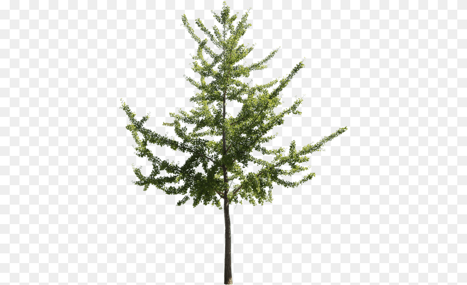 Ginkgo Biloba Ii Maidenhair Tree, Conifer, Fir, Leaf, Plant Png