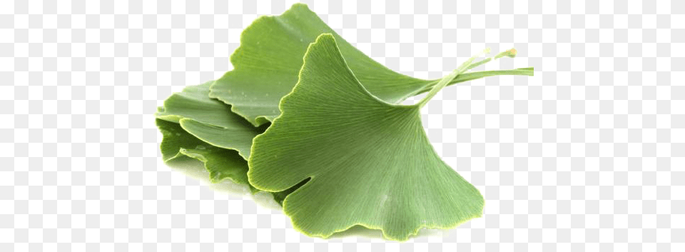 Ginkgo Biloba Improves Blood Flow And Supplies The Ginkgo Biloba, Herbal, Herbs, Leaf, Plant Free Png Download