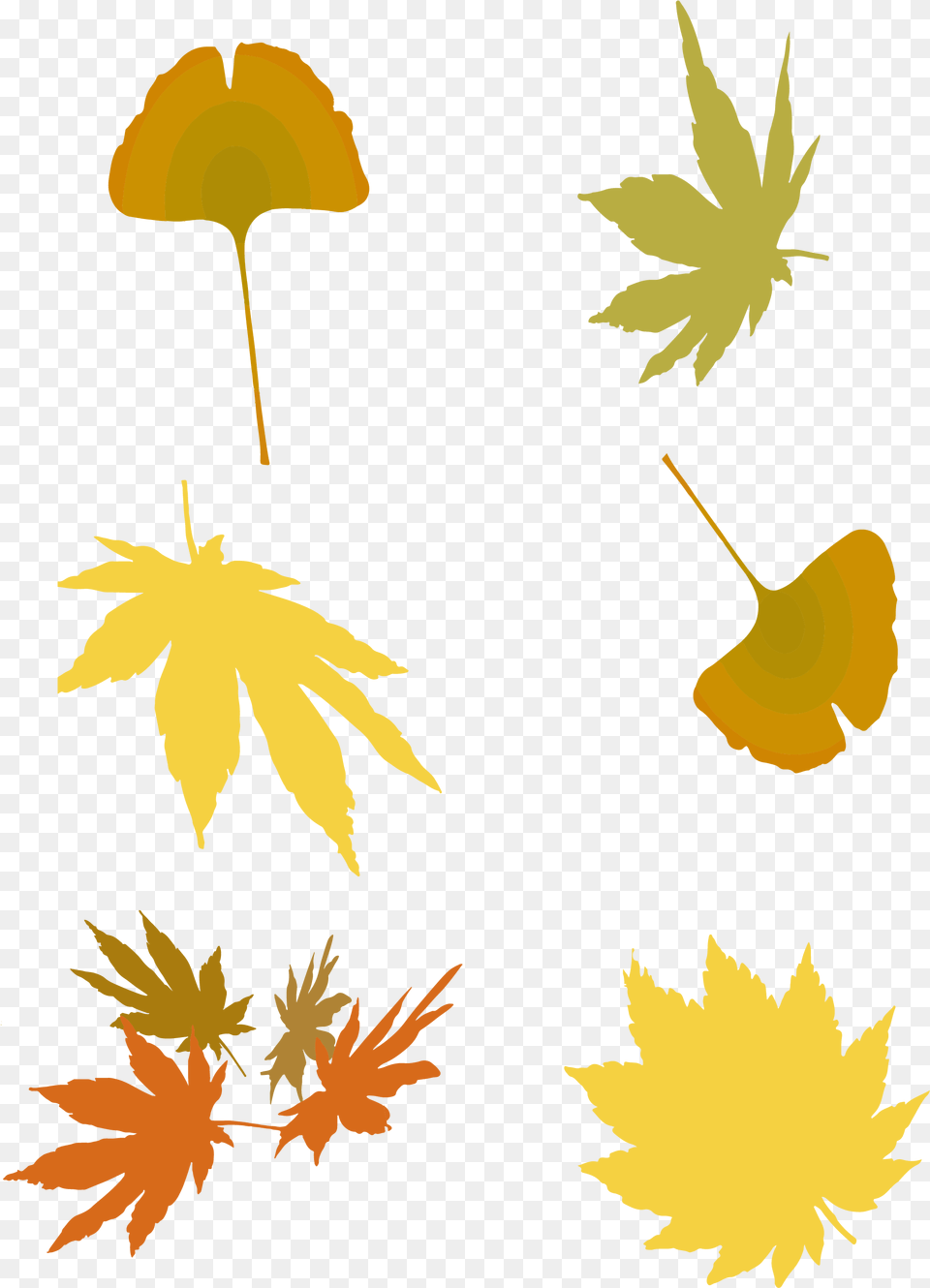 Ginkgo Leaf Clipart, Plant, Maple Leaf, Tree, Maple Png