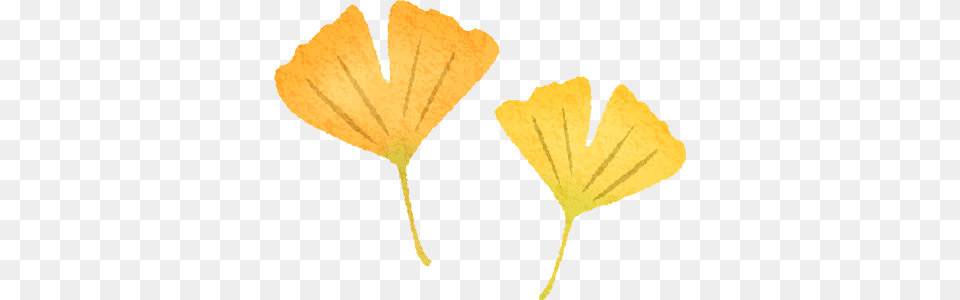 Ginkgo Leaves Maidenhair Tree, Flower, Leaf, Petal, Plant Png Image