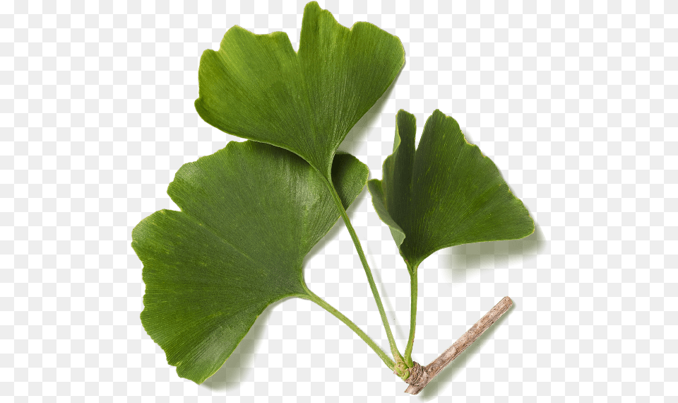 Ginkgo Lovely, Herbal, Herbs, Leaf, Plant Png Image