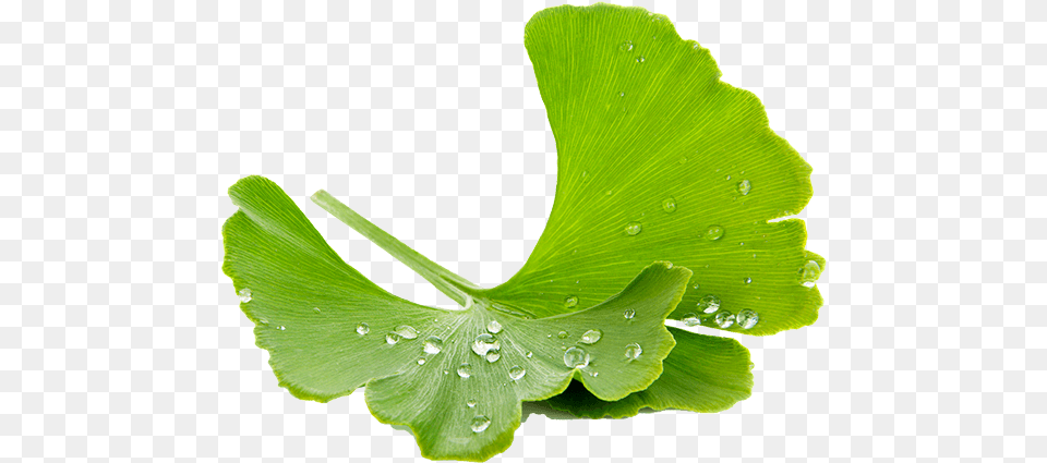 Ginkgo Maidenhair Tree, Leaf, Plant, Green Free Png Download