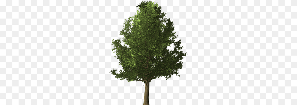 Ginkgo Tree Conifer, Oak, Plant, Sycamore Free Png