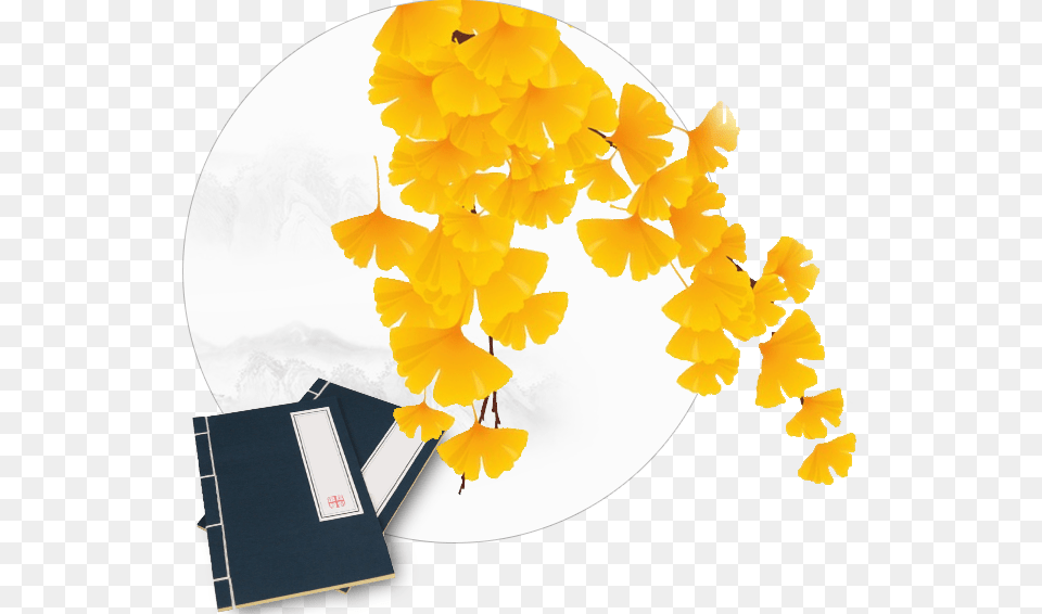 Ginkgo Tree, Leaf, Plant, Daffodil, Flower Free Transparent Png