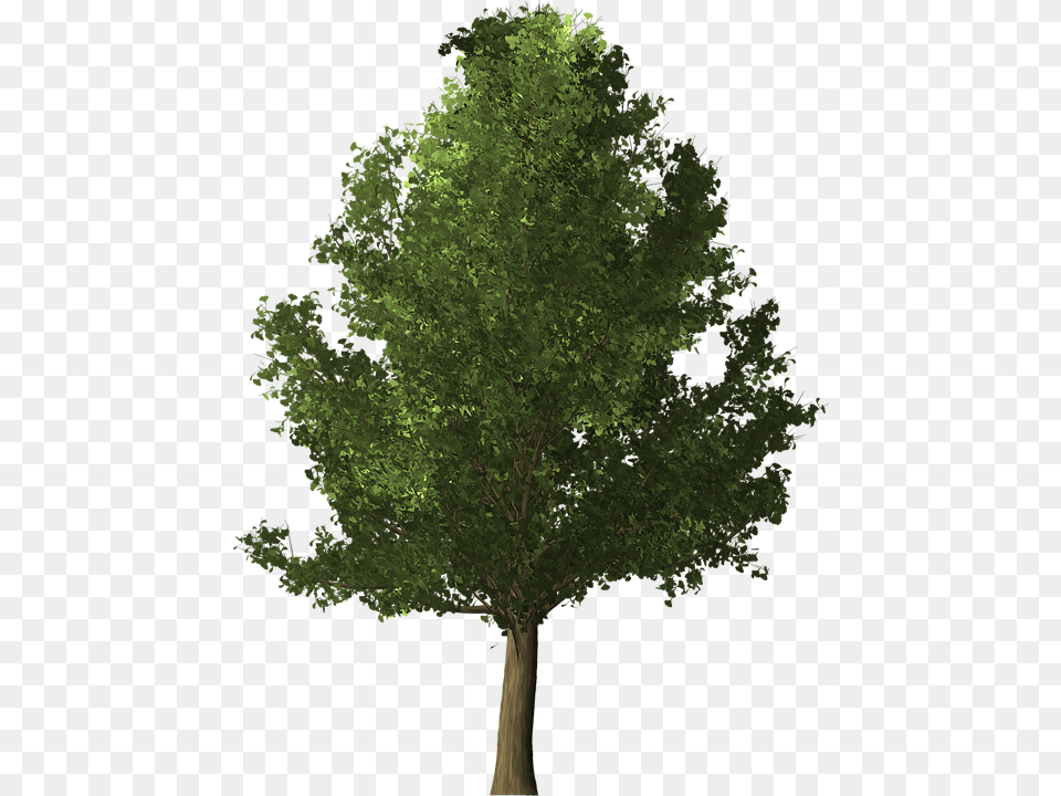 Ginkgo Tree Ginkgo Tree Deciduous Nature Leaf High Resolution Trees, Oak, Plant, Sycamore, Tree Trunk Free Transparent Png