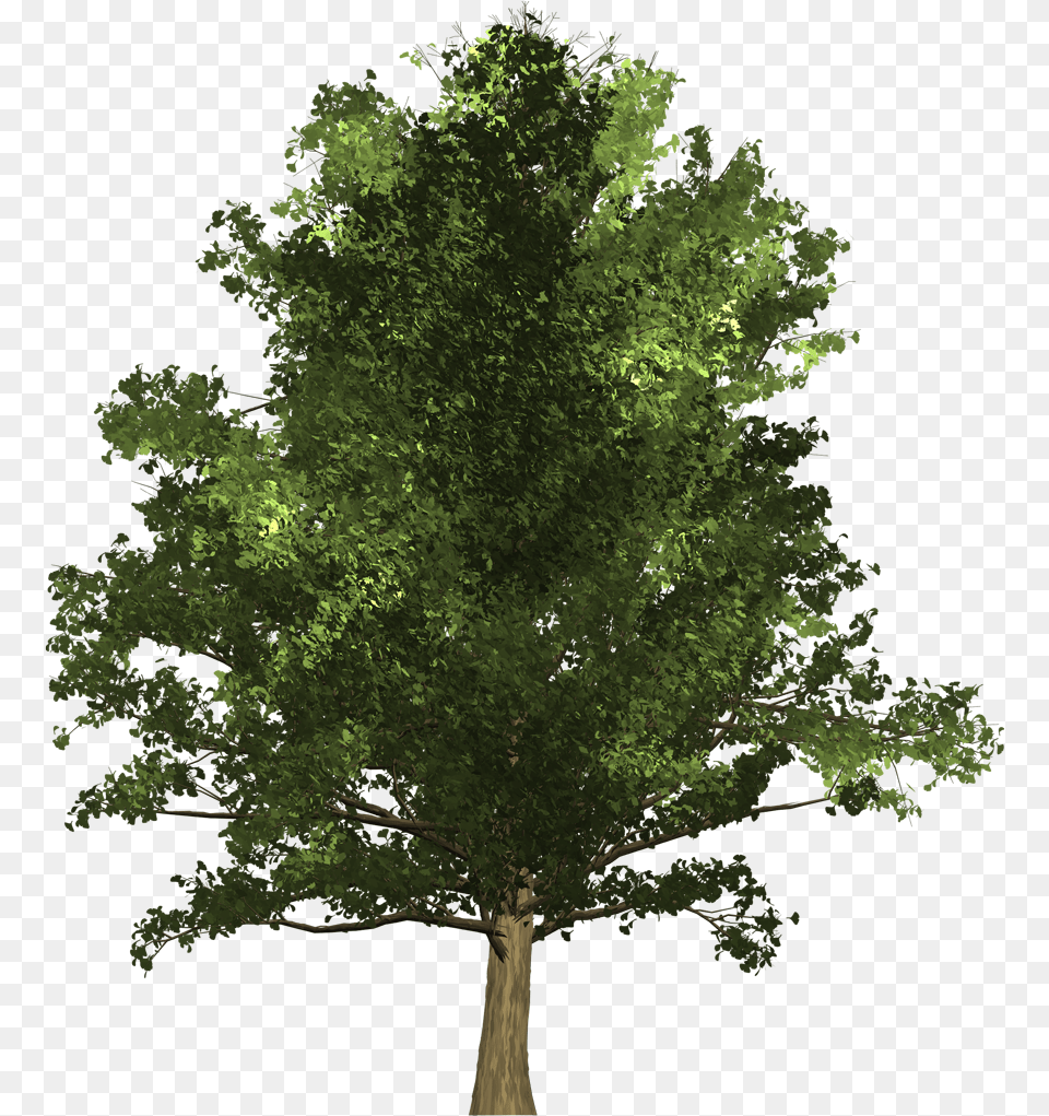 Ginkgo Tree Oak, Plant, Sycamore, Tree Trunk, Vegetation Free Png