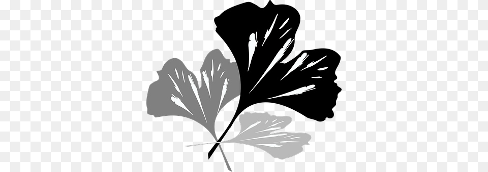 Ginko Flower, Plant, Art, Leaf Free Transparent Png